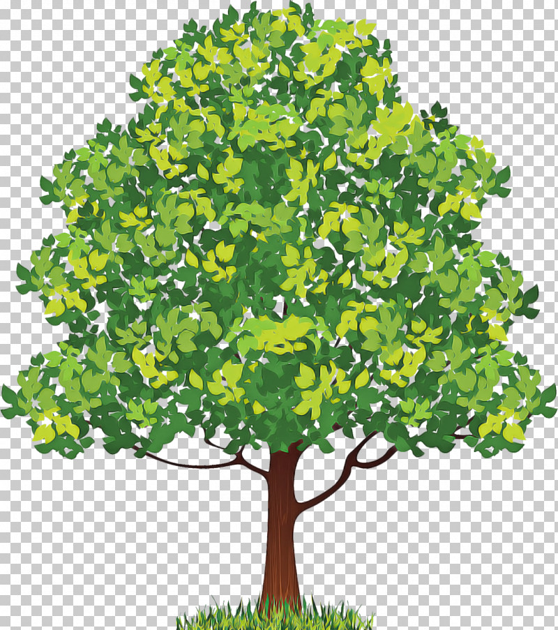 Neem Tree PNG, Clipart, Azadirachta, Branch, Drawing, Line Art, Neem Oil Free PNG Download