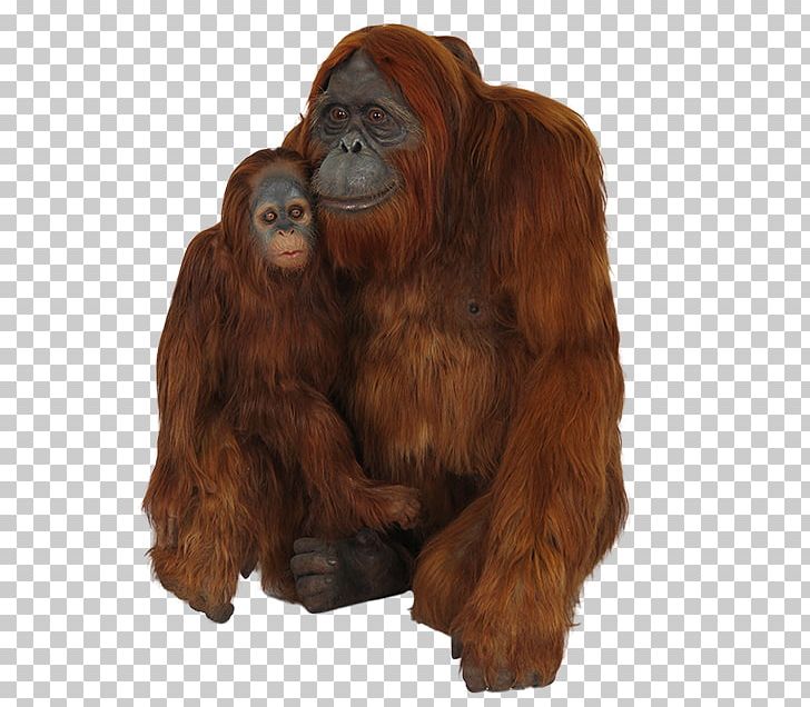 Chimpanzee Gorilla Orangutan PNG, Clipart, Animal, Bornean Orangutan, Chimpanzee, Chopping, Computer Icons Free PNG Download