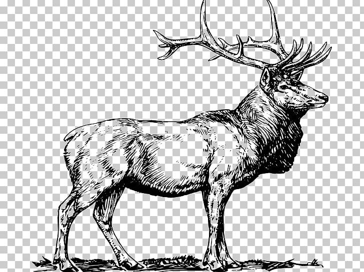 Elk Deer Moose PNG, Clipart, Antler, Black And White, Cartoon Elk, Deer, Download Free PNG Download