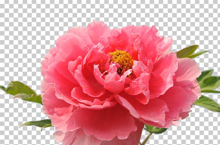 Luoyang Carnation Floral Emblem National Flower Of The Republic Of China PNG, Clipart, China, Color, Dahlia, Flower, Flower Arranging Free PNG Download