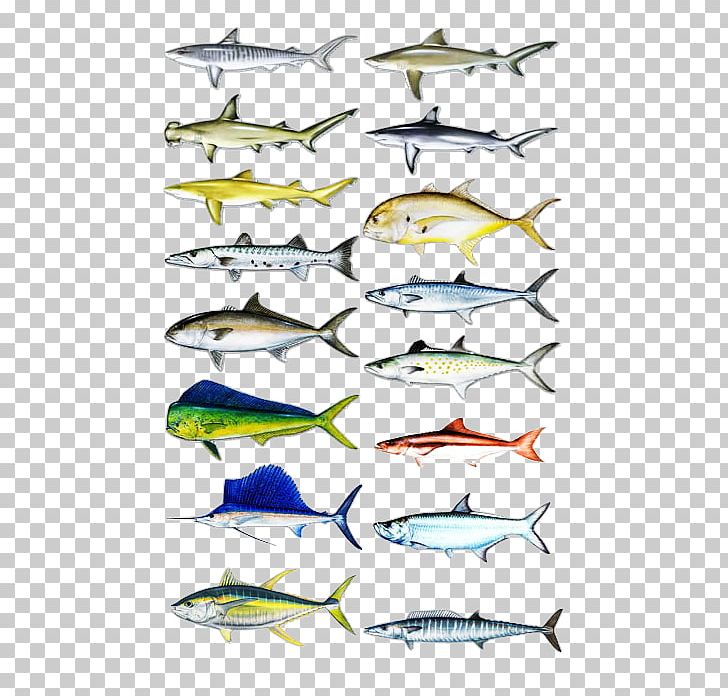 Sardine Recreational Fishing Fishing Baits & Lures PNG, Clipart, Angle, Atlantic Blue Marlin, Barracuda, Charter, Ecosystem Free PNG Download