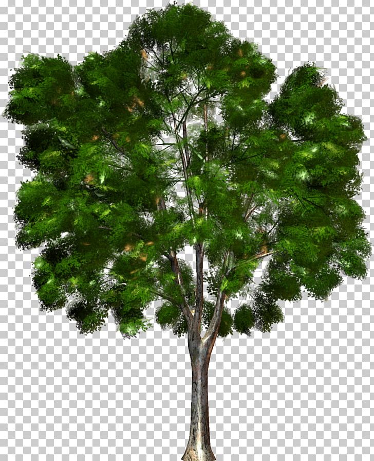 Tree Forest Kinoteatr Art PNG, Clipart, Branch, Clip Art, Conifer, Evergreen, Forest Free PNG Download