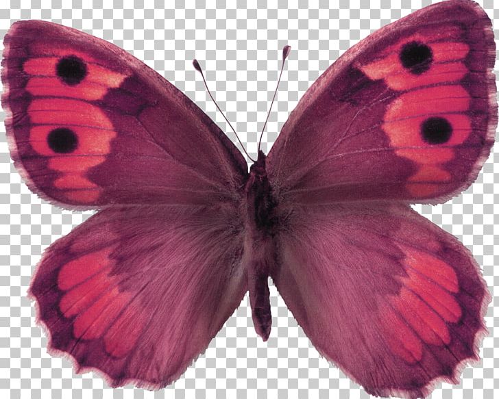 Butterfly Stock Photography The Hermit PNG, Clipart, Arthropod, Brush Footed Butterfly, Butterflies And Moths, Butterfly, Colias Free PNG Download