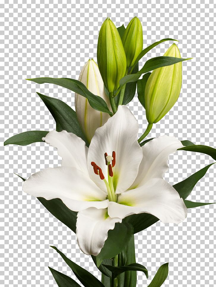 Lilium Cut Flowers Bud Pater Bloembollen B.V. PNG, Clipart, Amaryllis, Bud, Bulb, Cut Flowers, Floral Design Free PNG Download