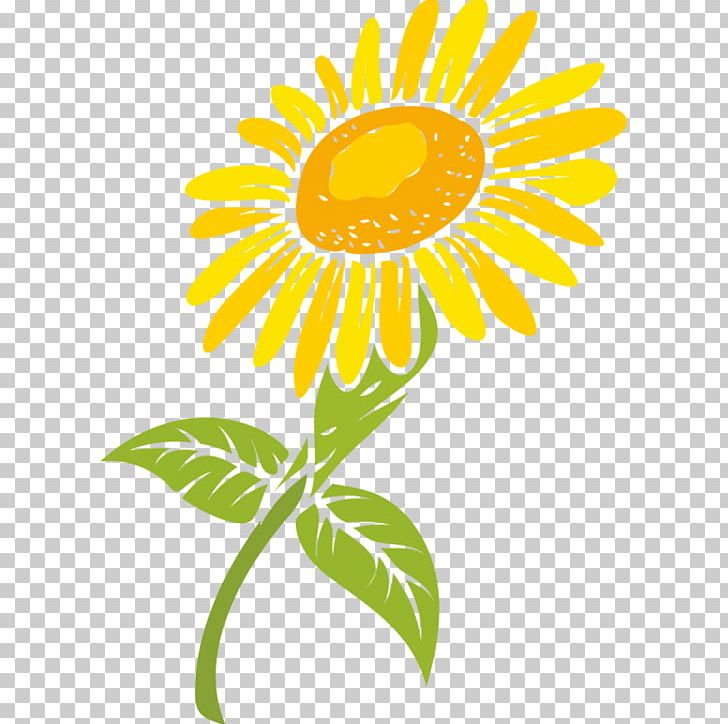 Common Sunflower PNG, Clipart, Art, Black And White, Common Sunflower, Cut Flowers, Daisy Free PNG Download