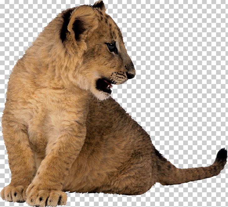 East African Lion Cougar Tiger Animal PNG, Clipart, Animal, Big Cats, Carnivoran, Cat Like Mammal, Cougar Free PNG Download