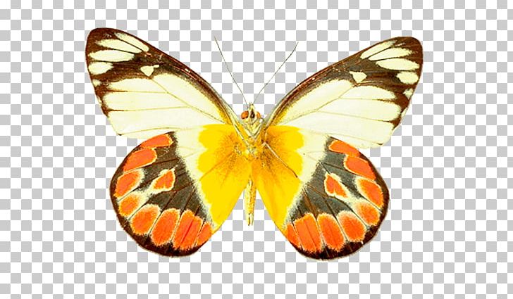 Monarch Butterfly Pieridae Moth Gossamer-winged Butterflies PNG, Clipart, Arthropod, Brush Footed Butterfly, Butterflies And Moths, Butterfly, Download Free PNG Download