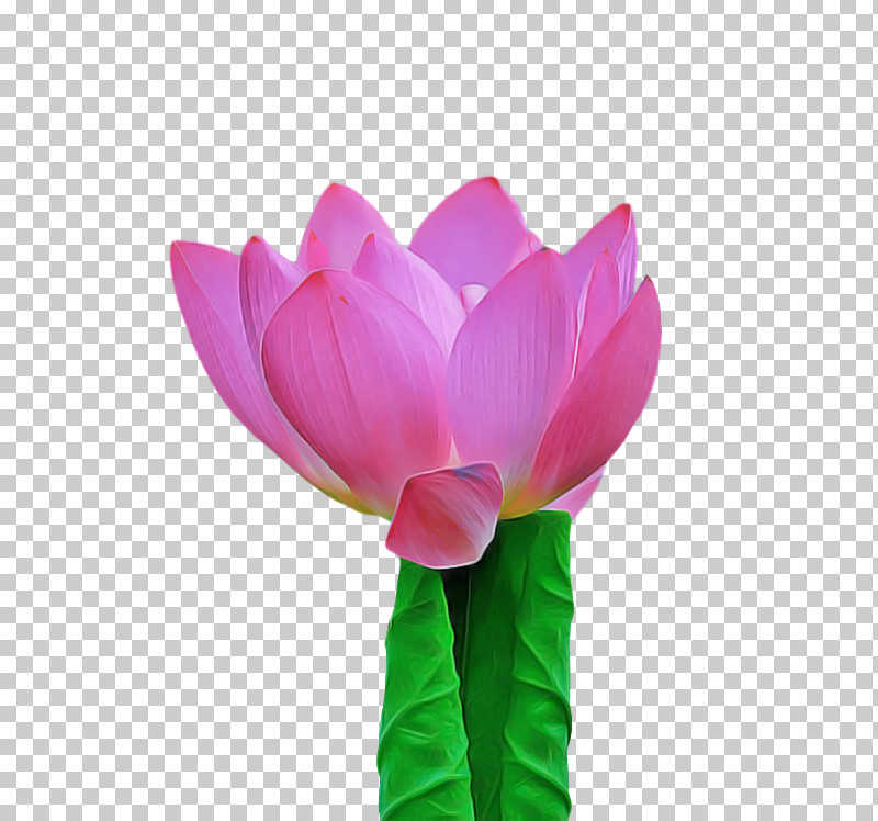 Sacred Lotus Cut Flowers Tulip Nelumbonaceae Aquatic Plant PNG, Clipart, Aquatic Plant, Biology, Cut Flowers, Flower, Nelumbonaceae Free PNG Download