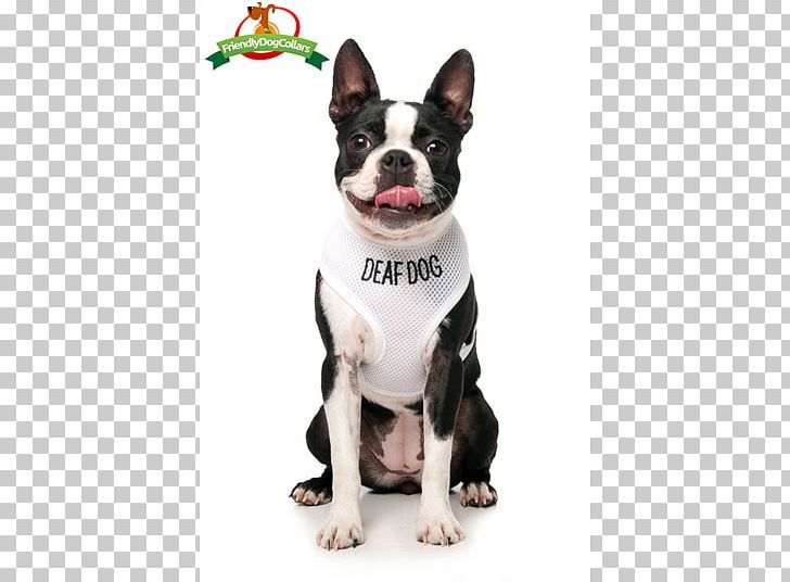 Boston Terrier Dog Breed Bull Terrier Companion Dog Dog Harness PNG, Clipart, Boston Terrier, Breed, Bull Terrier, Carnivoran, Collar Free PNG Download
