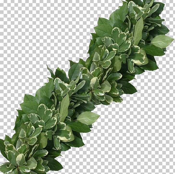 Japanese Cheesewood Shallon Variegation Leaf Succulent Plant PNG, Clipart, Box, Cheesewood, Evergreen Huckleberry, Flower, Garland Free PNG Download