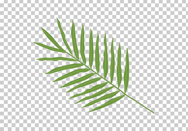 Palma Leaf Arecaceae PNG, Clipart, Arecaceae, Clip Art, Grass, Grass Family, Leaf Free PNG Download