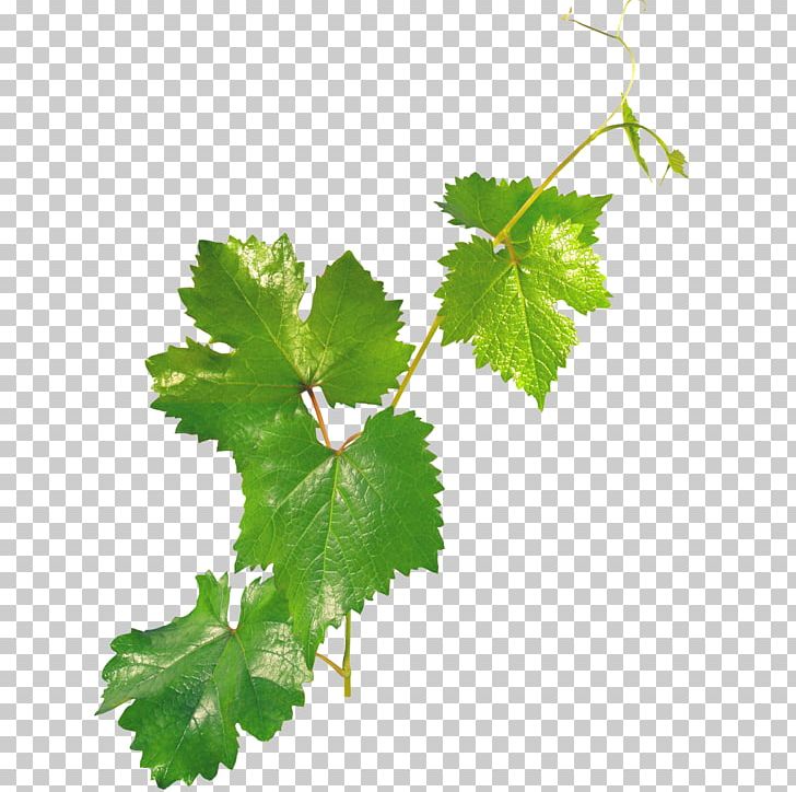 Plant Bindweed Ivy PNG, Clipart, 2014, Advertising, Art Green, Bindweed, Branch Free PNG Download