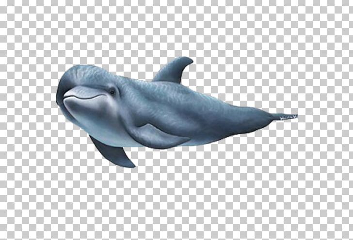 Wall Decal Sticker Dolphin PNG, Clipart, Animal, Animals, Brand, Cetacea, Fauna Free PNG Download