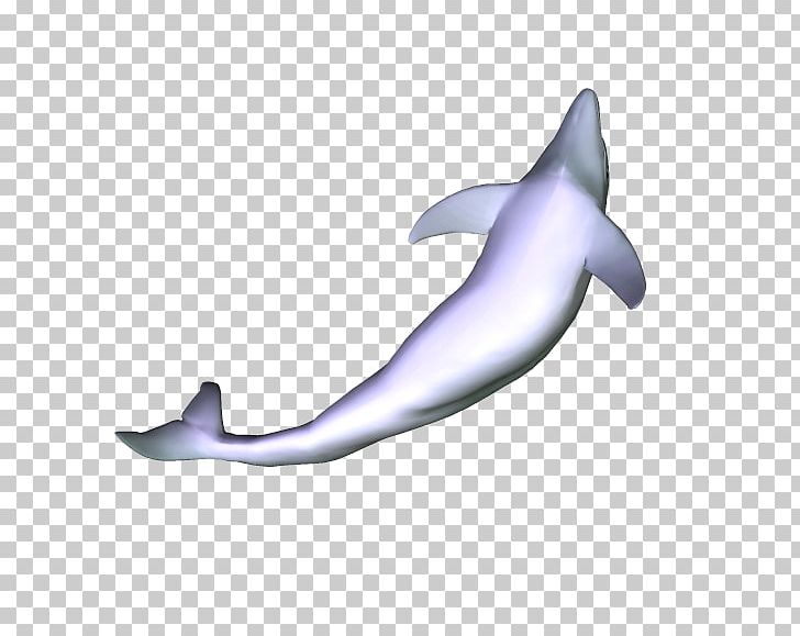 Common Bottlenose Dolphin Tucuxi Short-beaked Common Dolphin Rough-toothed Dolphin Porpoise PNG, Clipart, Animals, Biology, Bottlenose Dolphin, Mammal, Marine Biology Free PNG Download