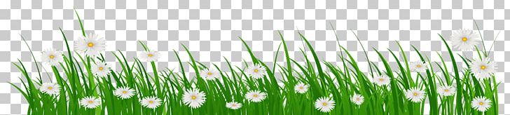 Flower Grasses PNG, Clipart, Blue, Chrysopogon Zizanioides, Commodity, Common Daisy, Computer Wallpaper Free PNG Download