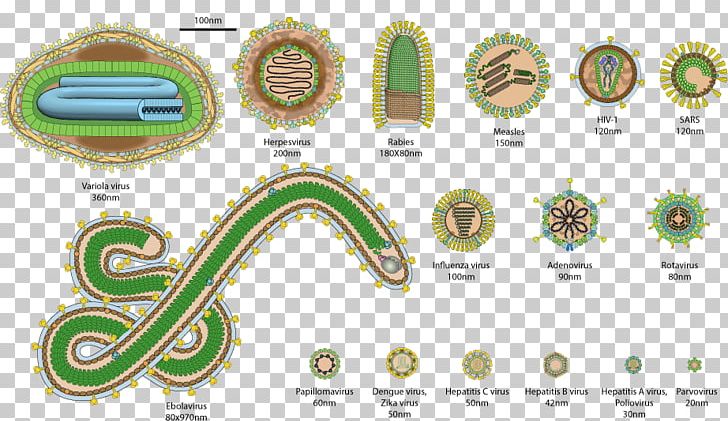 Influenzavirus B Influenzavirus B Influenza A Virus Swine Influenza PNG, Clipart, Brand, Ebov, Graphic Design, Human Papillomavirus Infection, Infection Free PNG Download