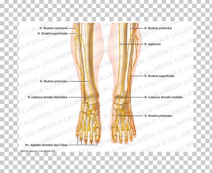 Common Peroneal Nerve Peroneus Longus Foot Superficial Peroneal Nerve PNG, Clipart, Abdomen, Abdomen Anatomy, Anatomy, Angle, Ankle Free PNG Download