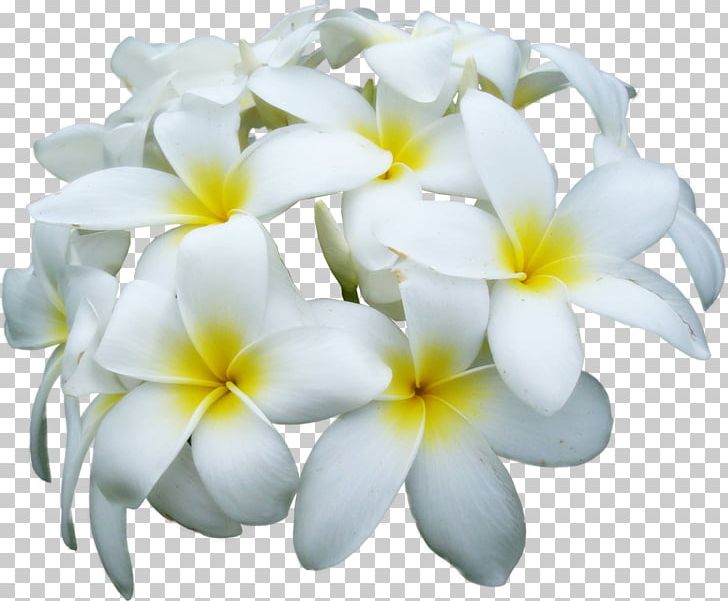 Flower Frangipani PNG, Clipart, Clip Art, Cut Flowers, Depositfiles, Digital Image, Floristry Free PNG Download