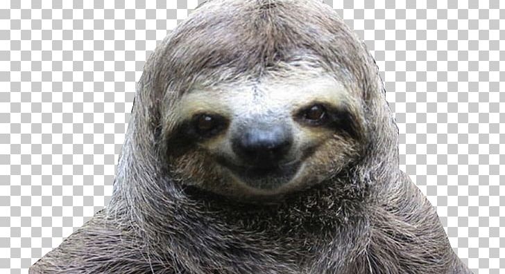 Three-toed Sloth A Little Book Of Sloth Hoffmann's Two-toed Sloth Animal PNG, Clipart, Animal, Cuteness, Fauna, Fur, Hoffmanns Twotoed Sloth Free PNG Download