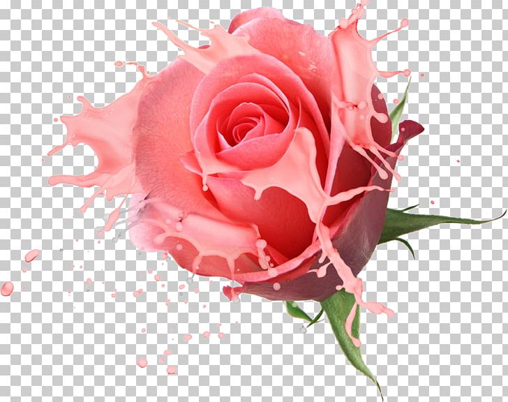 Flower Bouquet Rose Drawing PNG, Clipart, Carnation, Closeup, Computer Wallpaper, Floral, Floribunda Free PNG Download