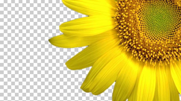 Flower High-definition Television PNG, Clipart, Closeup, Common Sunflower, Creative, Creative Flowers, Daisy Family Free PNG Download