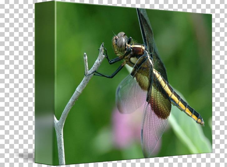 Honey Bee Dragonfly Pest PNG, Clipart, Arthropod, Bee, Dragonflies And Damseflies, Dragonfly, Honey Free PNG Download
