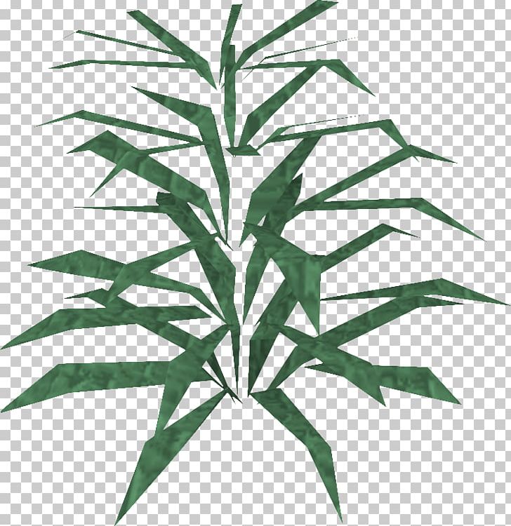 RuneScape Rosemary Plant Disease Agriculture Cabbage PNG, Clipart, Agriculture, Cabbage, Cultivar, Disease, Flower Free PNG Download