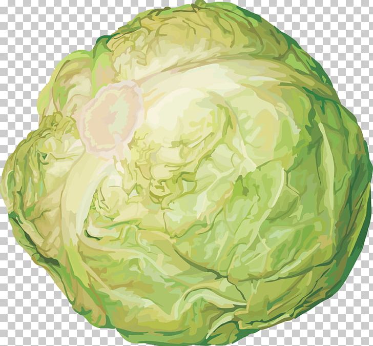 Cabbage Stew Red Cabbage Food PNG, Clipart, Abgoals, Athletes, Bikini, Cabbage, Cabbage Stew Free PNG Download