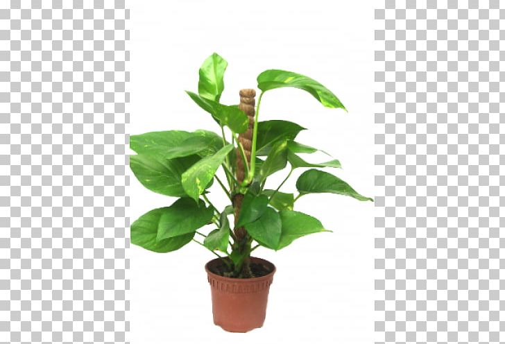 Devil's Ivy Houseplant Money Vine PNG, Clipart, Boolean Data Type, Devils Ivy, Epipremnum, Flowerpot, Food Drinks Free PNG Download