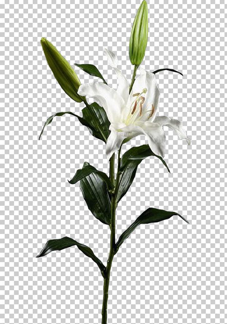 Lilium Flower PNG, Clipart, Branch, Cut Flowers, Drawing, Encapsulated Postscript, Flower Free PNG Download