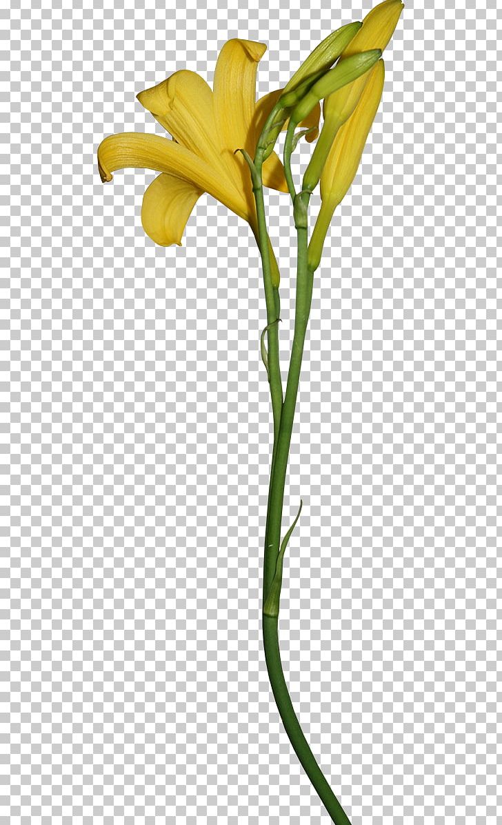 Cut Flowers Yellow Lilium Brownii Petal PNG, Clipart, Bud, Color, Cut Flowers, Daylily, Flora Free PNG Download