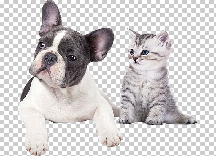 Cat Dog Veterinarian Pet Clinique Vétérinaire PNG, Clipart, Animals, Arizona, Bulldog, Carnivoran, Cat Free PNG Download