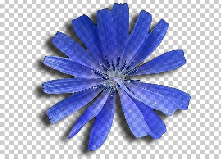 Chicory PNG, Clipart, Blue, Chicory, Cobalt Blue, Flower, Others Free PNG Download