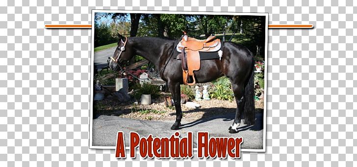 Stallion Mare American Quarter Horse Rein Roan PNG, Clipart, Advertising, American Quarter Horse, Bay, Brand, Bridle Free PNG Download