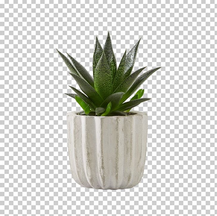 Aloe Vera Agave Succulent Plant Houseplant PNG, Clipart, Agave, Aloe, Aloe Vera, Blume2000de, Blumenversand Free PNG Download