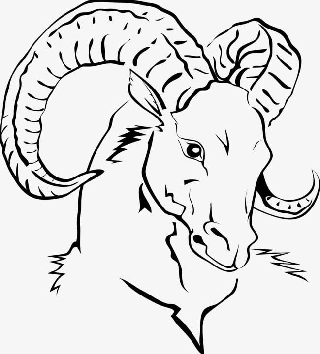Line Drawing Goat Head Png Clipart Drawing Vector Goat Vector Head Vector Line Vector Free Png