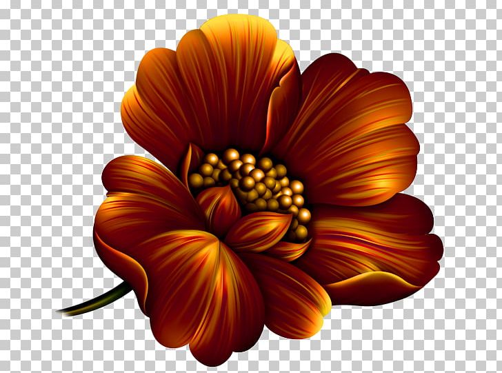 The Divan Of Hafez Fortune-telling Chrysanthemum Le Coffret De Mélusine Computer Program PNG, Clipart, Chrysanthemum, Chrysanths, Computer Program, Cut Flowers, Daisy Family Free PNG Download