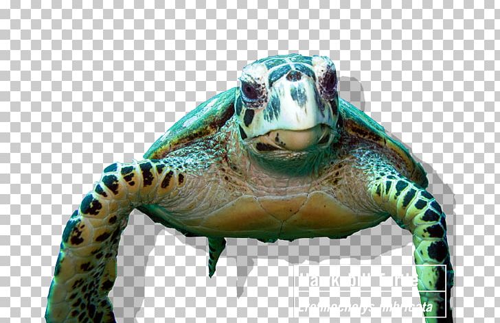 Tortoise Coral Reef Hawksbill Sea Turtle PNG, Clipart, Coral Reef, Hawksbill Sea Turtle, Tortoise Free PNG Download