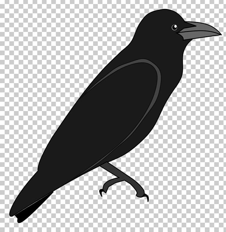 American Crow New Caledonian Crow Wikimedia Commons Wikimedia Foundation PNG, Clipart, American Crow, Beak, Bird, Black And White, Crow Free PNG Download