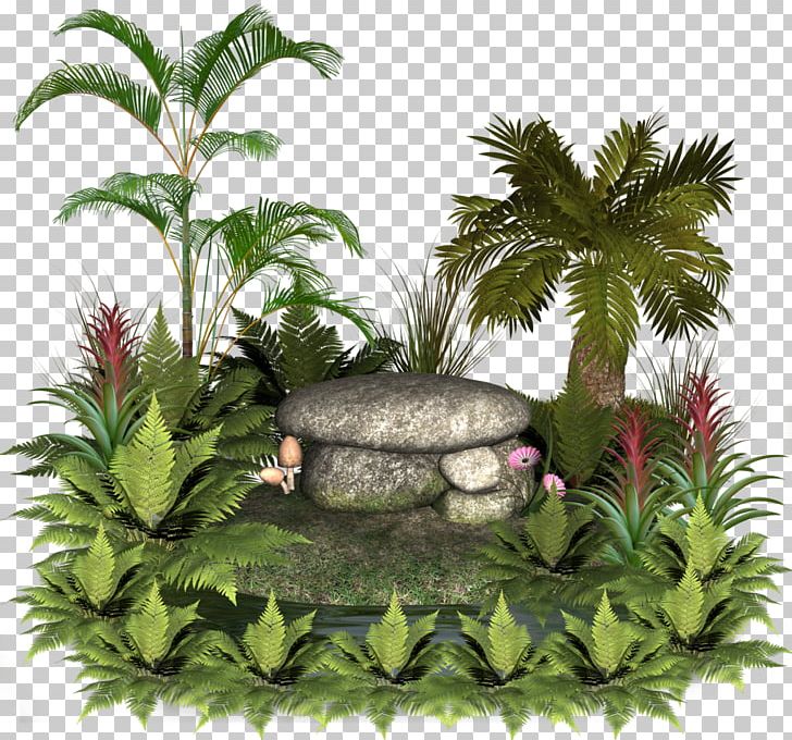 Chamaedorea Elegans Houseplant Rock Arecaceae PNG, Clipart, Animals, Arecaceae, Arecales, Art, Chamaedorea Free PNG Download