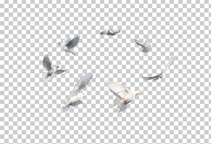 Columbidae Wing Bird PNG, Clipart, Animals, Bird, Columbidae, Cover Art, Doves As Symbols Free PNG Download