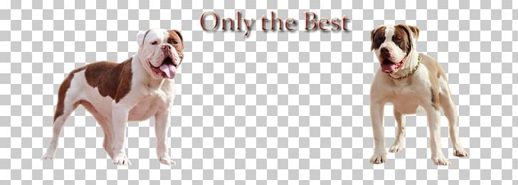 Dog Breed Snout Ear PNG, Clipart, Breed, Carnivoran, Dog, Dog Breed, Dog Like Mammal Free PNG Download
