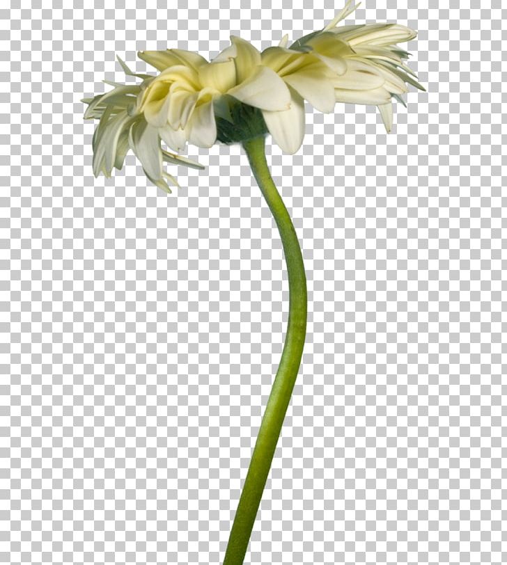 Floral Design Cut Flowers Plant Stem Petal PNG, Clipart, Cut Flowers, Floral Design, Floristry, Flower, Flowering Plant Free PNG Download