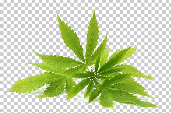 Medical Cannabis Tetrahydrocannabinol Cannabidiol Cannabis Edible PNG, Clipart, Cannabinoid, Cannabis, Cannabis Cultivation, Cannabis Png, Cannabis Sativa Free PNG Download