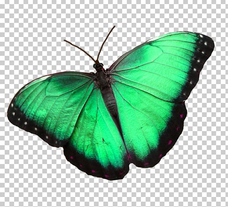 Niagara Parks Butterfly Conservatory Monarch Butterfly Butterfly House Moth PNG, Clipart, Arthropod, Brush Footed Butterfly, Butterflies And Moths, Butterfly, Butterfly House Free PNG Download