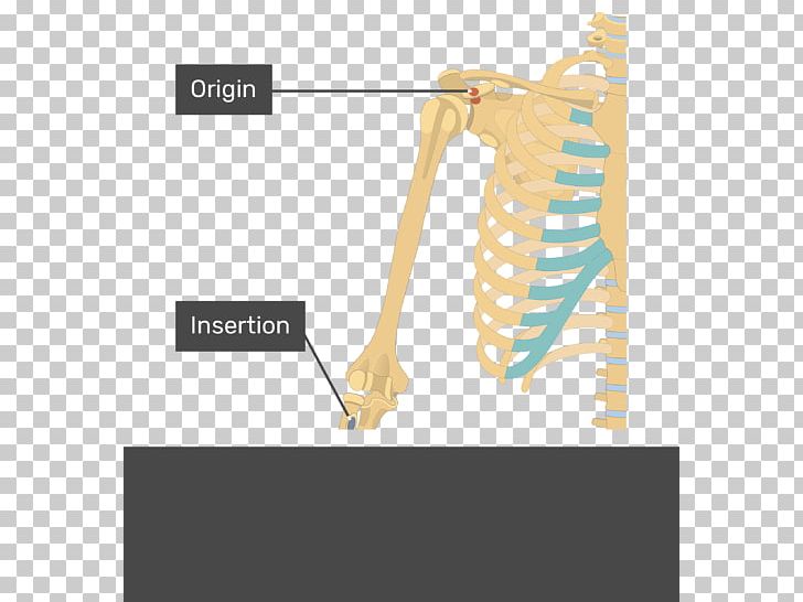 Coracobrachialis Muscle Biceps Subscapularis Muscle Deltoid Muscle PNG, Clipart, Anatomy, Angle, Arm, Arm Muscle, Biceps Free PNG Download