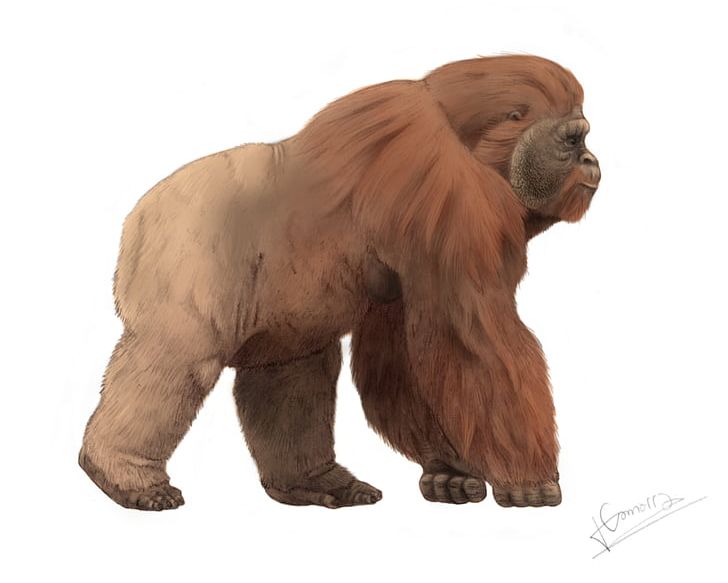 Gigantopithecus Blacki Ape King Kong Bigfoot Primate PNG, Clipart, Animals, Ape, Bornean Orangutan, Fur, Giant Free PNG Download