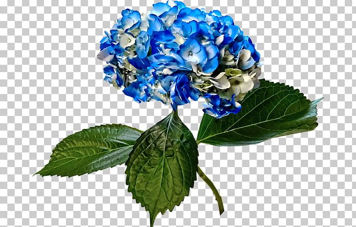 Hydrangea Duvet Carpet Cut Flowers Blue PNG, Clipart, Blue, Cafepress, Cafepress Inc, Carpet, Cornales Free PNG Download