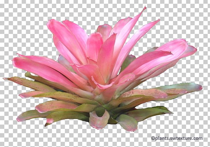 Plant Subtropics Tropical Rainforest PNG, Clipart, Autocad, Cut Flowers, Dracaena Reflexa, Etlingera Elatior, Flower Free PNG Download