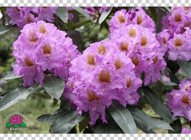 Rhododendron Violet Annual Plant Herbaceous Plant Shrub PNG, Clipart, Annual Plant, Flower, Flowering Plant, Herbaceous Plant, Nature Free PNG Download